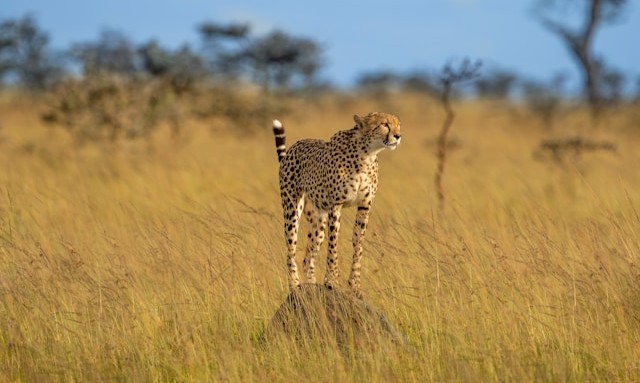 14 Day Ultimate Kenya Immersion